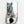 Tiger 6 | Glass Wall Art - Artdesigna