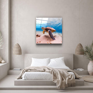 ・"Sea Turtle"・Glass Wall Art - ArtDesigna Glass Printing Wall Art
