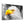 Mountain Eagle | Glass Wall Art - Artdesigna