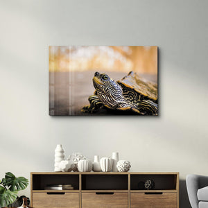 Striped Turtle | Glass Wall Art - Artdesigna